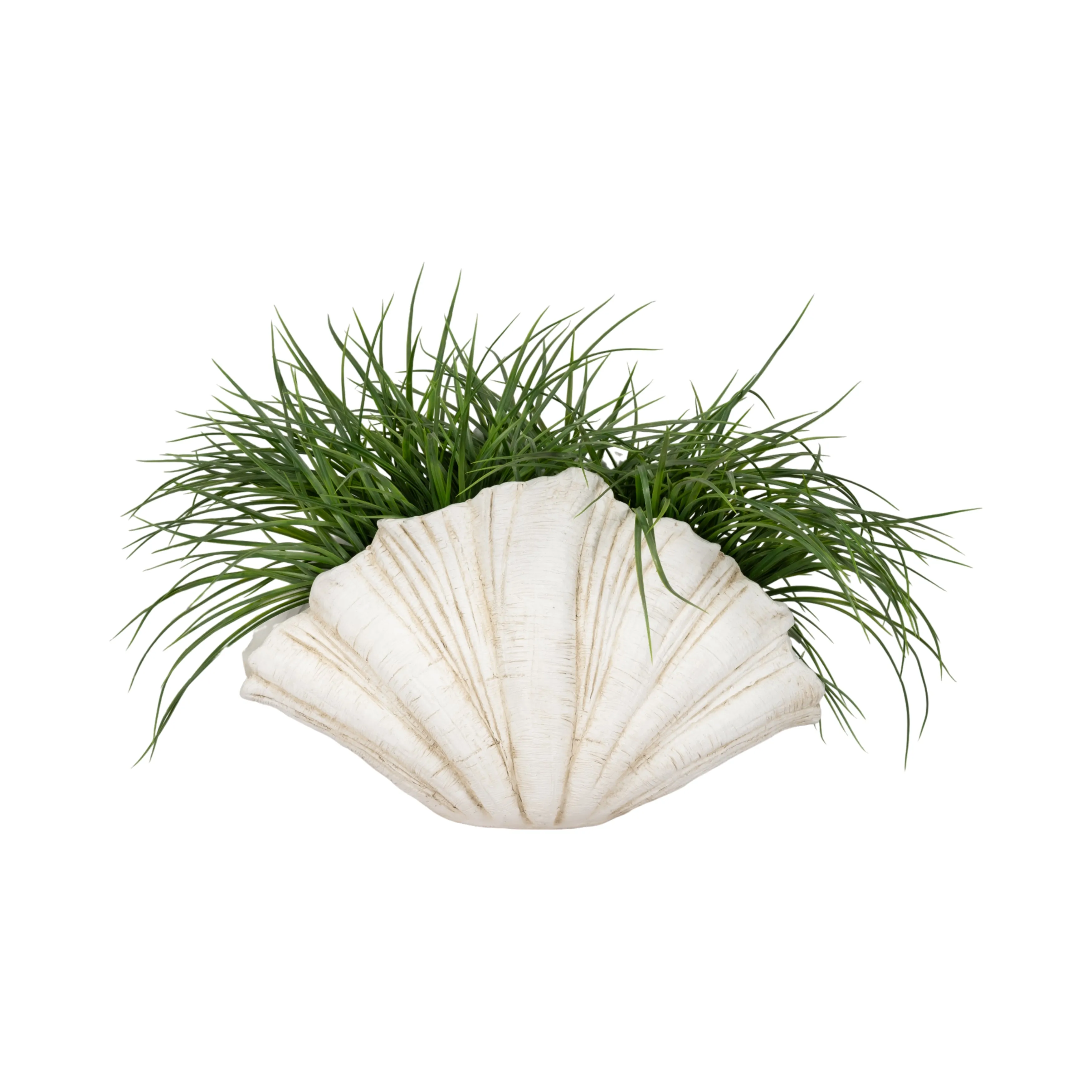 22" Scallop Shell Decor, White