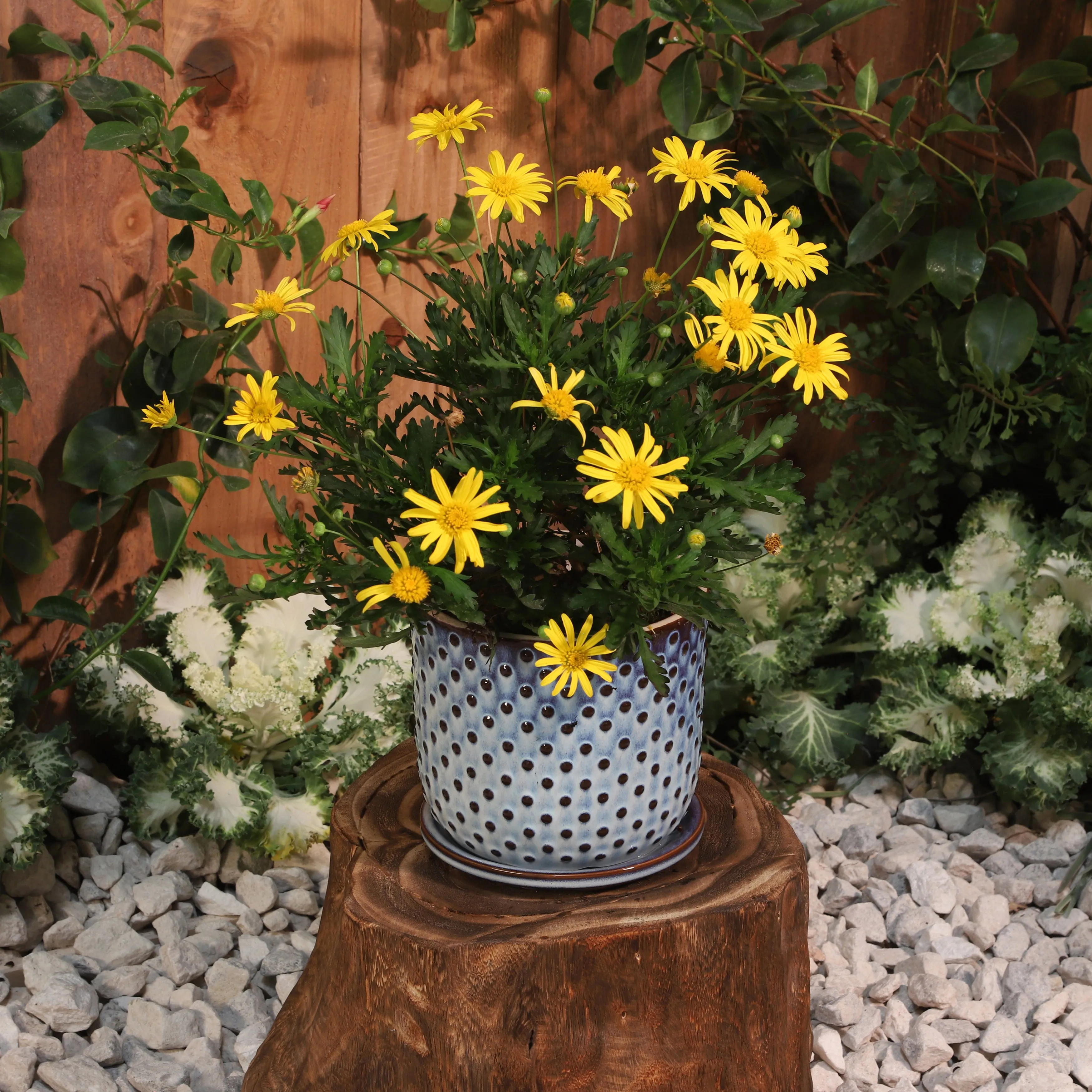 CERAMIC 6" DOTTED PLANTER W/ SAUCER, BLUE